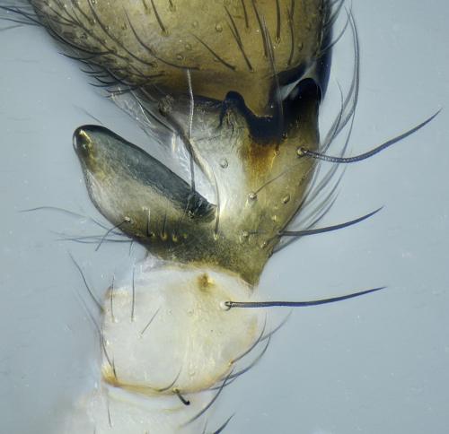 Cryphoeca silvicola